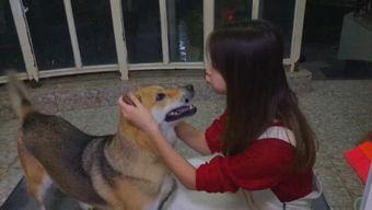 娱乐吃瓜酱人被狗撞