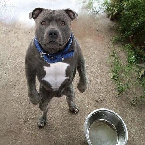 娱乐吃瓜酱人被狗撞