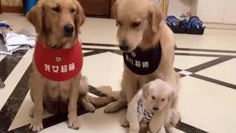 娱乐吃瓜酱小狗被卖,背后的故事与反思